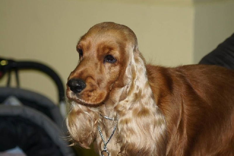 First lady (dite fidji) du domaine des matalis - 1° Excellent Classe Ouverte - CACS - Meilleure femelle