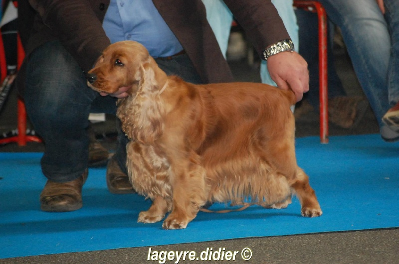 First lady (dite fidji) du domaine des matalis - 5° Excellent - classe ouverte