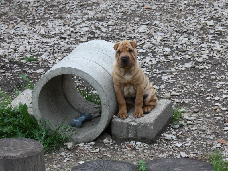 Get up stand up dite gandja Des Lueurs Australes