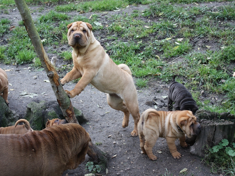 Get up stand up dite gandja Des Lueurs Australes