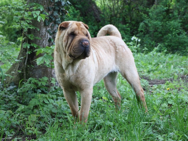 Get up stand up dite gandja Des Lueurs Australes