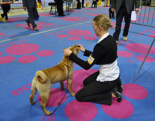 Get up stand up dite gandja Des Lueurs Australes