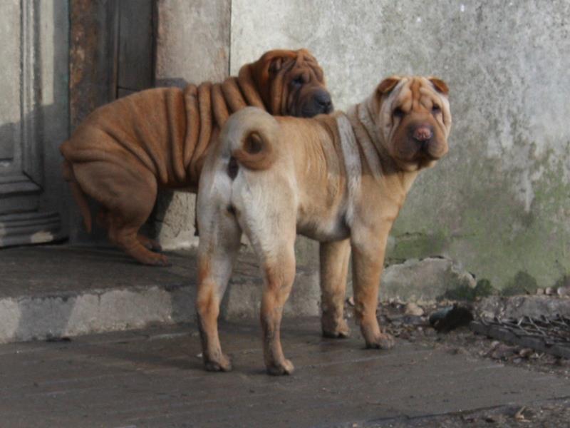 Get up stand up dite gandja Des Lueurs Australes