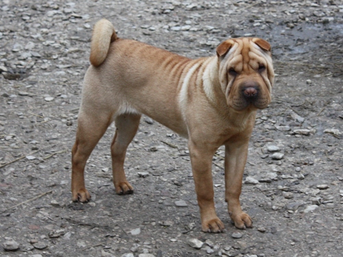 Get up stand up dite gandja Des Lueurs Australes