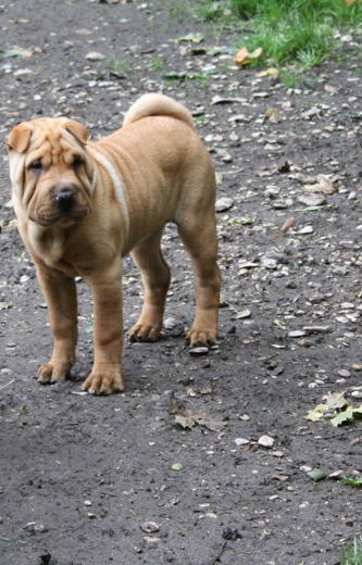 Get up stand up dite gandja Des Lueurs Australes