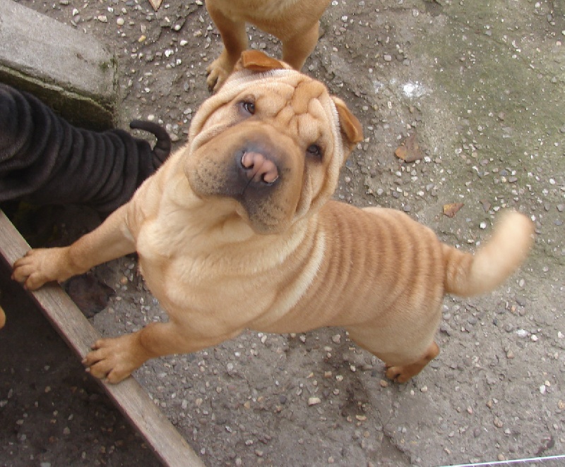 Get up stand up dite gandja Des Lueurs Australes