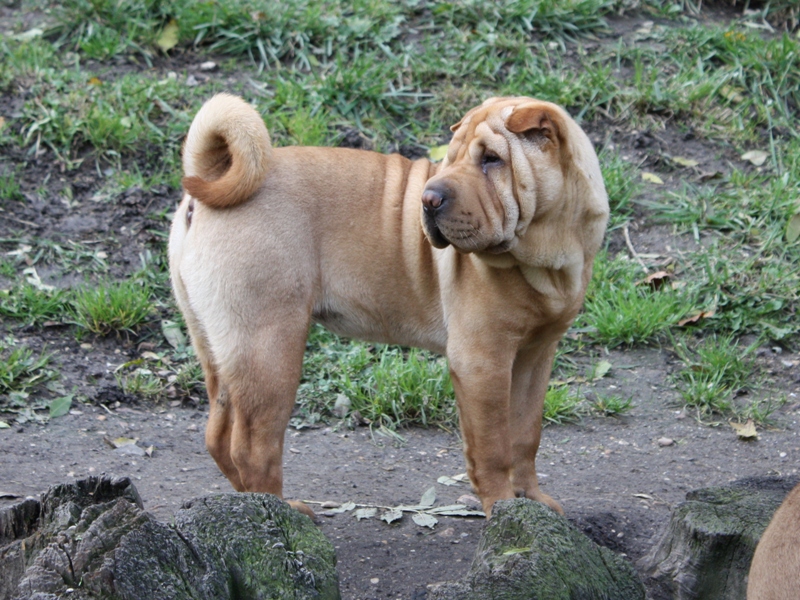 Get up stand up dite gandja Des Lueurs Australes