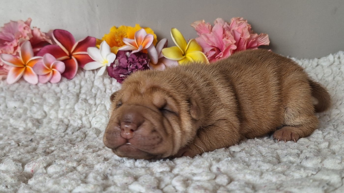 Chiot N°1 - Shar Pei