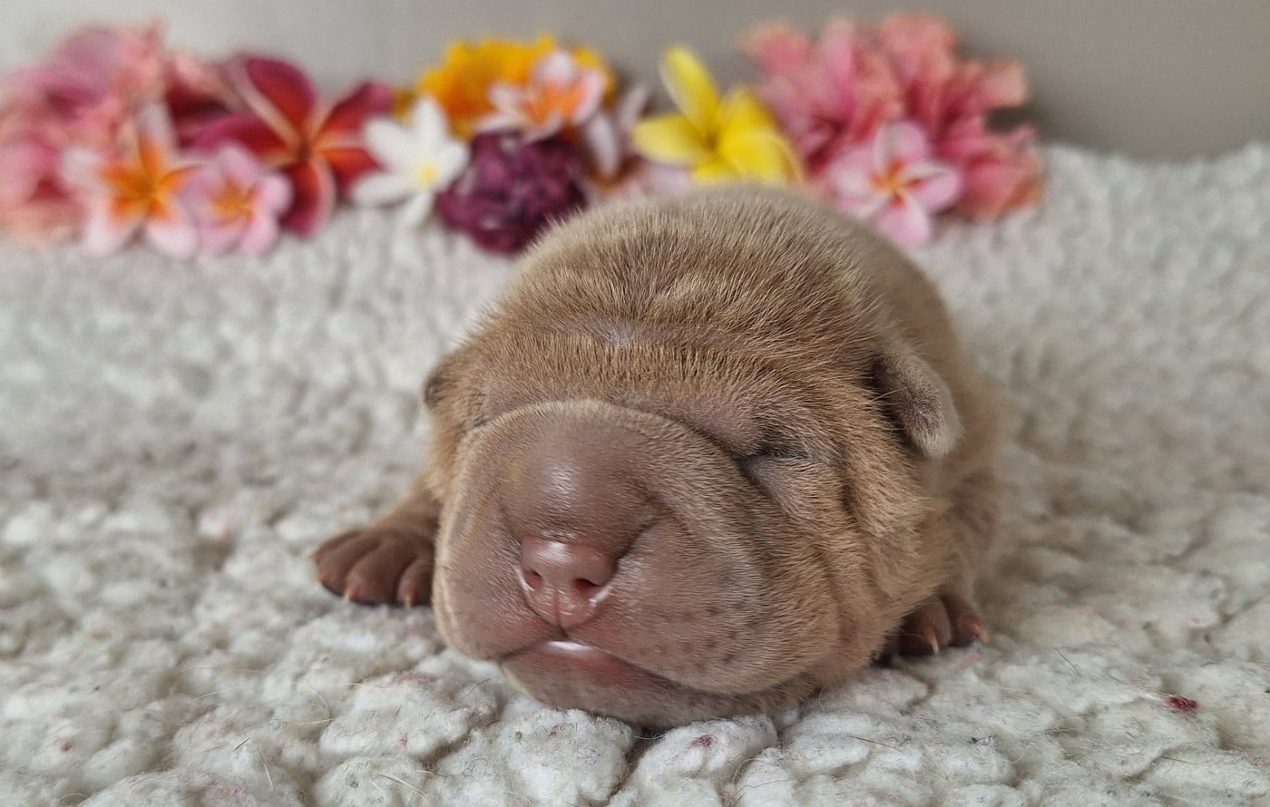Chiot N°2 - Shar Pei