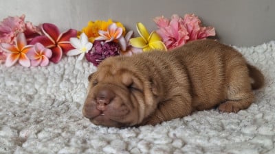 Shar Pei