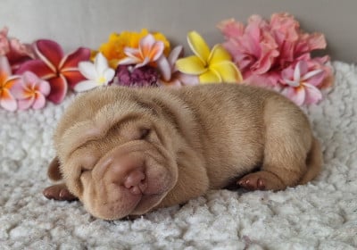 Chiot N°3 - Shar Pei