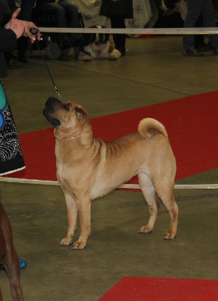 Geena dite geïsha Du manoir de kerlessy - Excellent