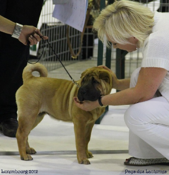 Hi girl! welcome to the world Des Lueurs Australes - 1er Trés Prometteur BOB Baby