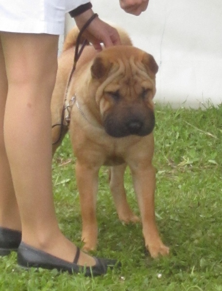 Hi girl! welcome to the world Des Lueurs Australes - 1ère Excellente Meilleure Jeune Femelle