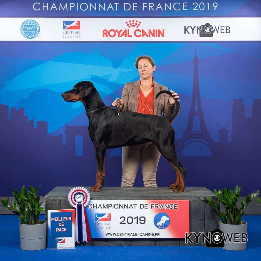 Accueil Elevage Des Brumes De Kalhan Eleveur De Chiens