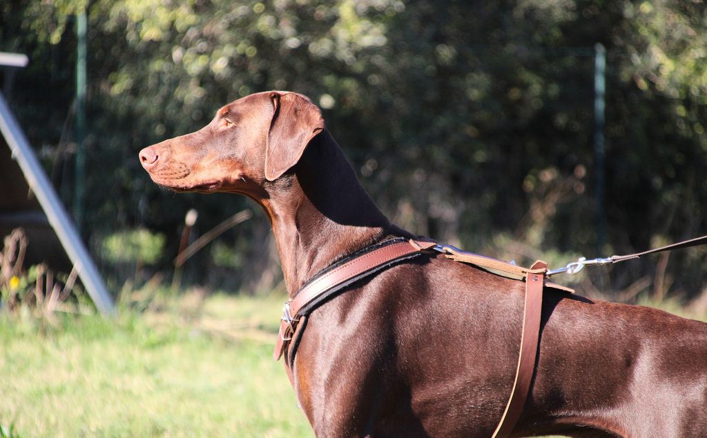 CH. Urus Des Brumes De Kalhan