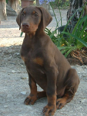 Publication : Des Brumes De Kalhan Auteur : aude CLERY