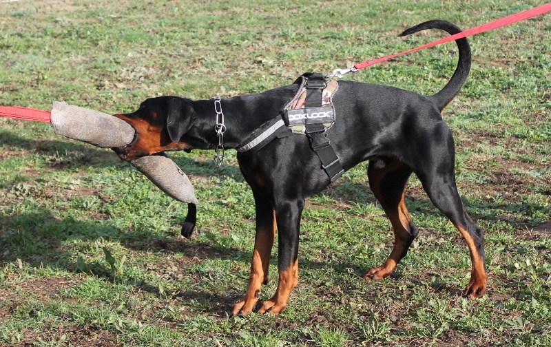 Publication : Des Brumes De Kalhan