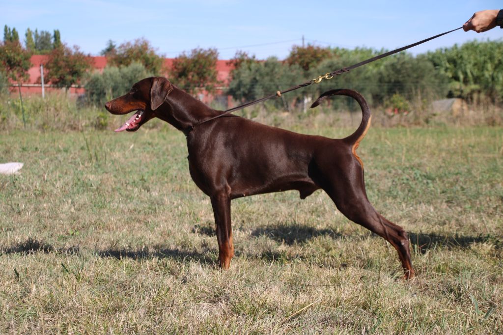 CH. Urus Des Brumes De Kalhan