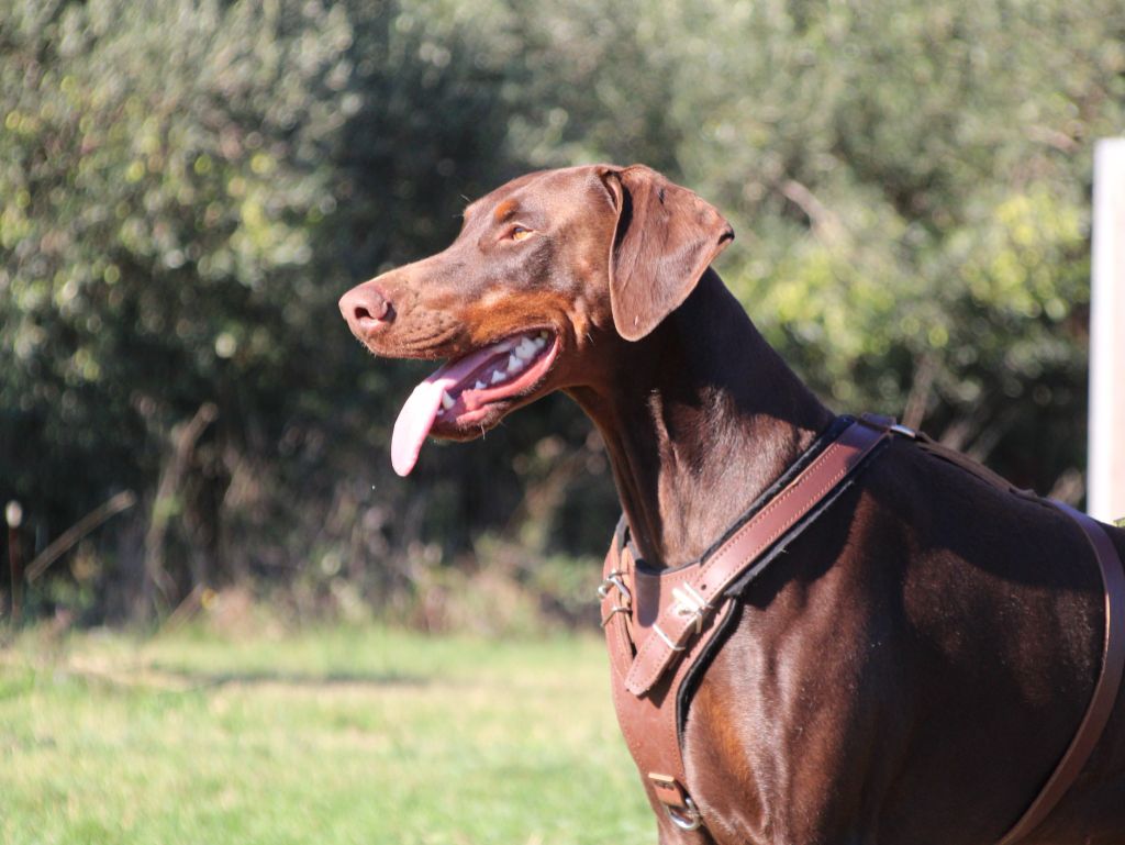 CH. Urus Des Brumes De Kalhan