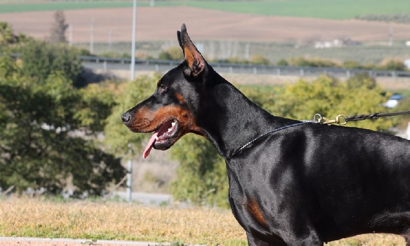 Publication : Des Brumes De Kalhan