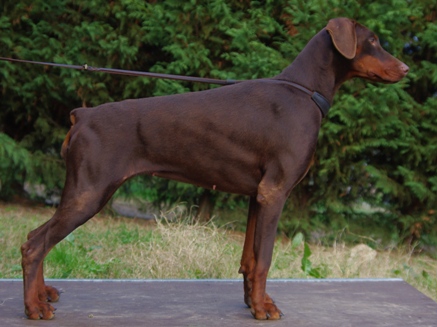 Publication : Des Brumes De Kalhan Auteur : aude CLERY