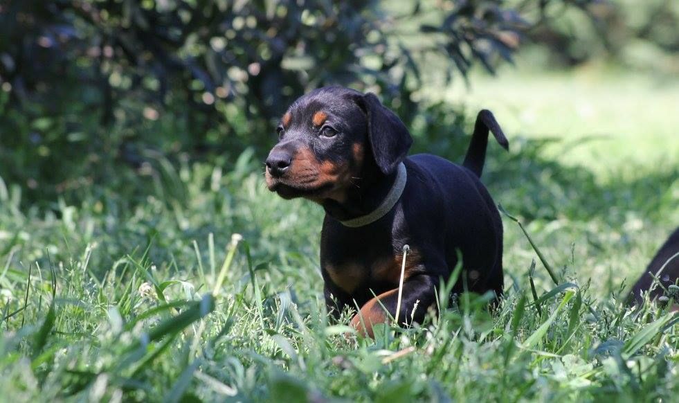 Publication : Des Brumes De Kalhan