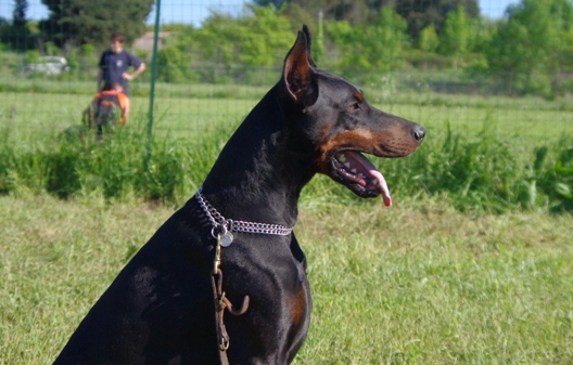 Publication : Des Brumes De Kalhan Auteur : Aude CLERY