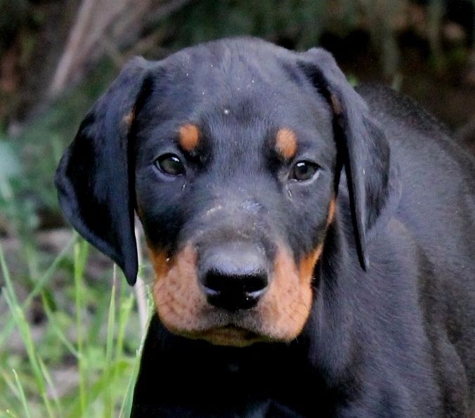 Publication : Des Brumes De Kalhan