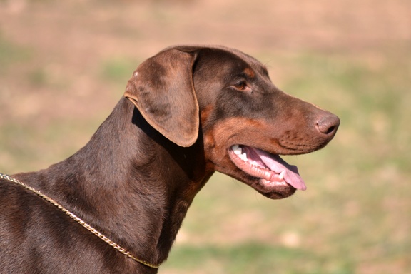 Publication : Des Brumes De Kalhan Auteur : aude CLERY