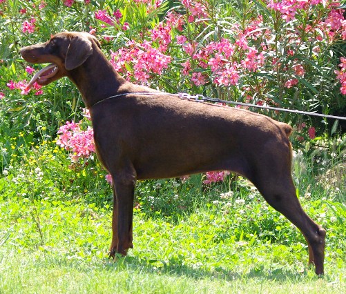 Publication : Des Brumes De Kalhan Auteur : aude CLERY