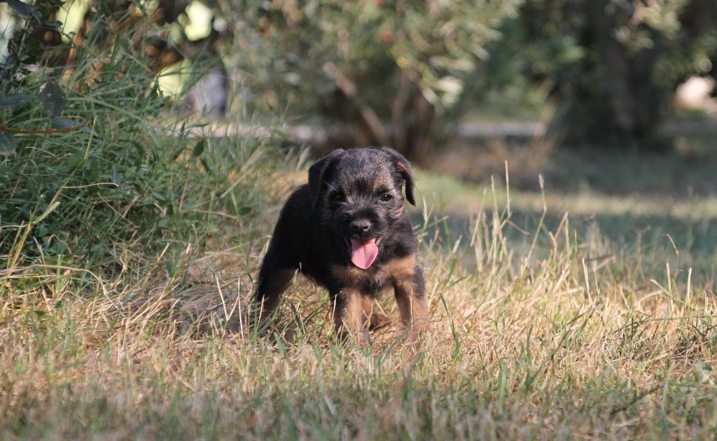 Chiot Border Terrier, SIMBA, mâle disponible en Occitanie