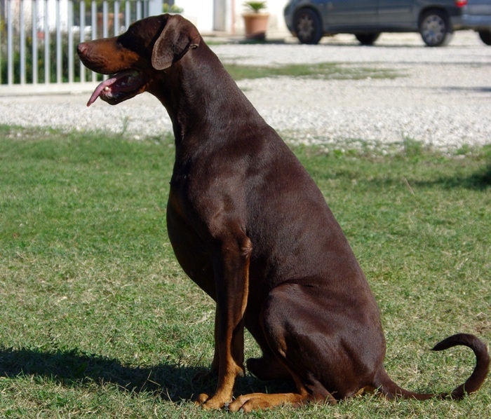 CH. Boza bestline von jahrestal - 3ème excellent classe ouverte