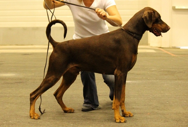 CH. Boza bestline von jahrestal - 1er exc classe ouverte, CAC