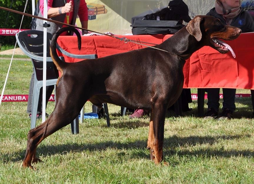 CH. Limoncello Des Brumes De Kalhan - 1er exc classe intermédiaire, CACC