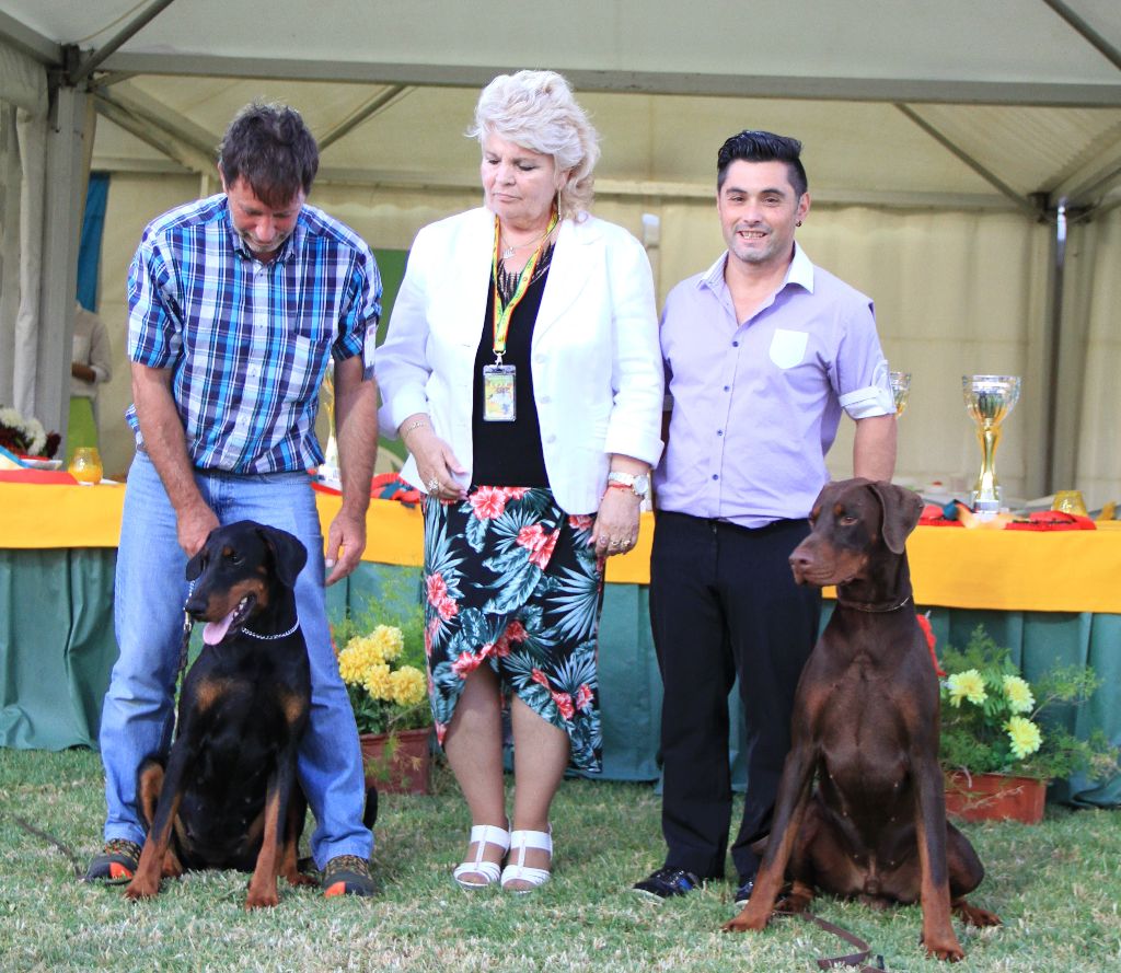 CH. Limoncello Des Brumes De Kalhan - 1er exc classe intermédiaire, CAC, CACIB, BOS