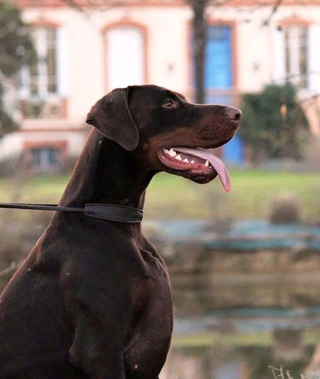 CH. Limoncello Des Brumes De Kalhan - 1er exc classe intermédiaire, RCAC-RCACIB