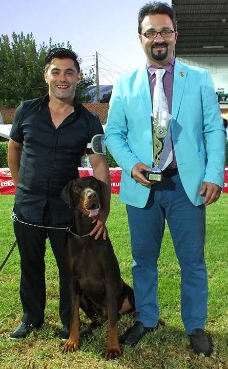 CH. Limoncello Des Brumes De Kalhan - 1er exc classe intermédiaire, CAC, CACIB, BOB