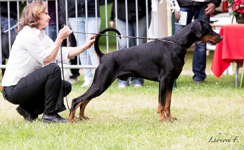 I'm a legend v.nobel line - excellent A