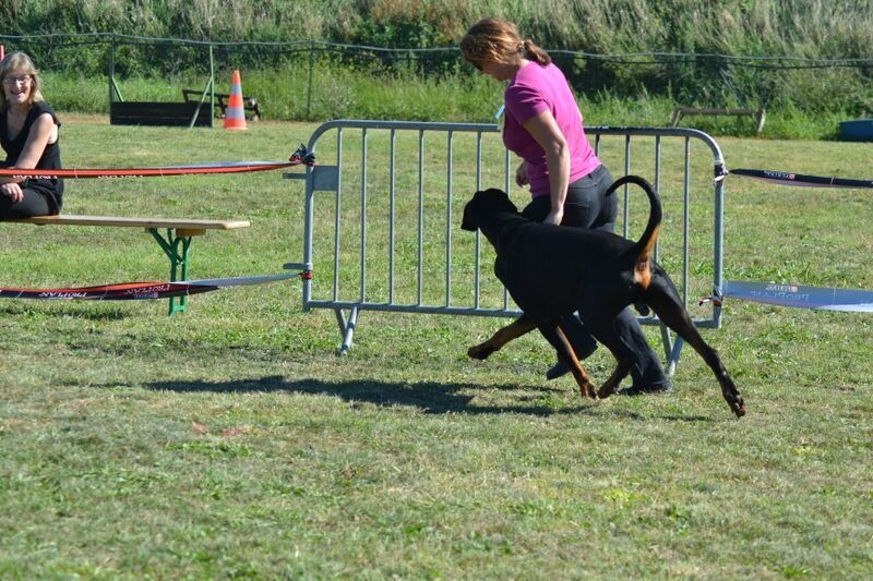 I'm a legend v.nobel line - 1er exc, CACC, Meilleur mâle et meilleur de race