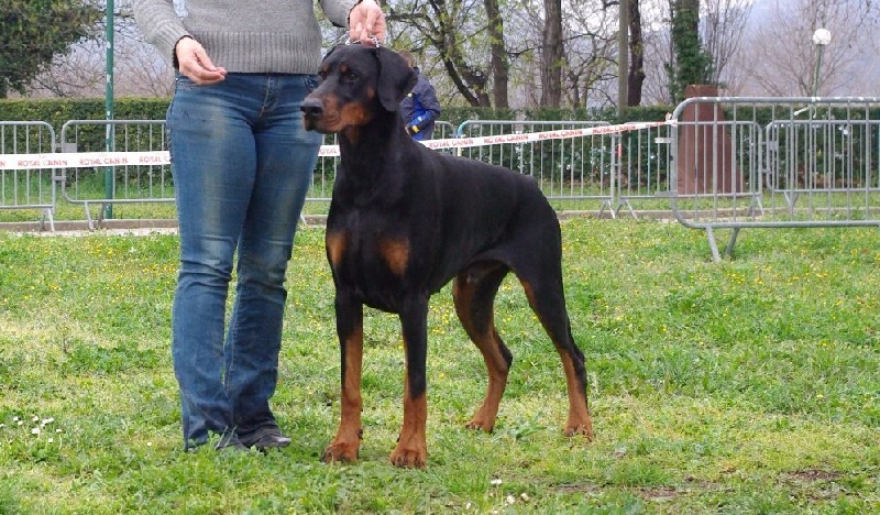 Iskandhar Des Brumes De Kalhan - 1er exc classe ouverte, CACC, meilleur mâle