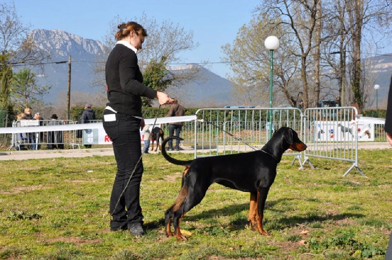 Je t'aime dite jalmaï v.nobel line - 1er Très prometteur Classe puppy