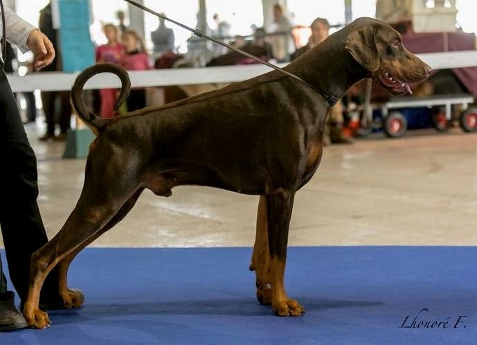 CH. Boza bestline von jahrestal - 1er excellent classe ouverte, CAC CACIB