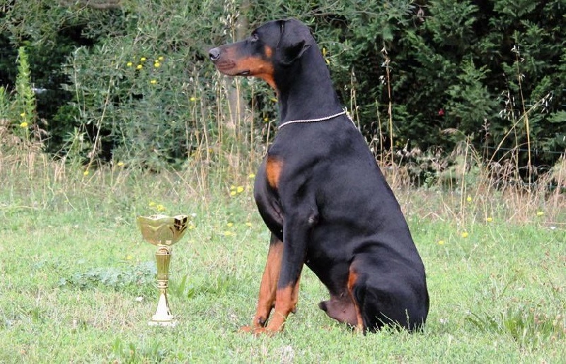 Iskandhar Des Brumes De Kalhan - 1er excellent classe jeune, meilleur jeune et meilleur jeune du groupe 2