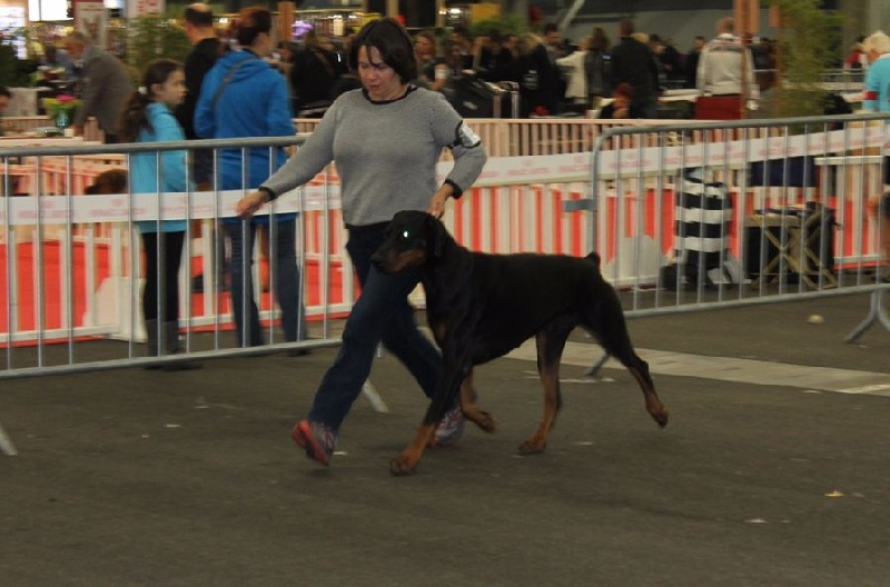 Iskandhar Des Brumes De Kalhan - 1er exc classe ouverte CAC CACIB Meilleur de race