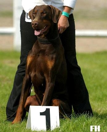 CH. Boza bestline von jahrestal - 1er ExcA classe intermédiaire