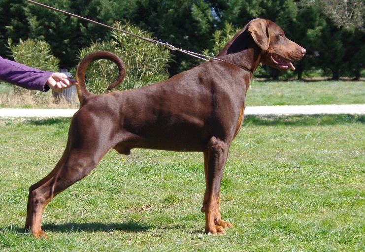 CH. Boza bestline von jahrestal - CAC, CACIB, Meilleur de race