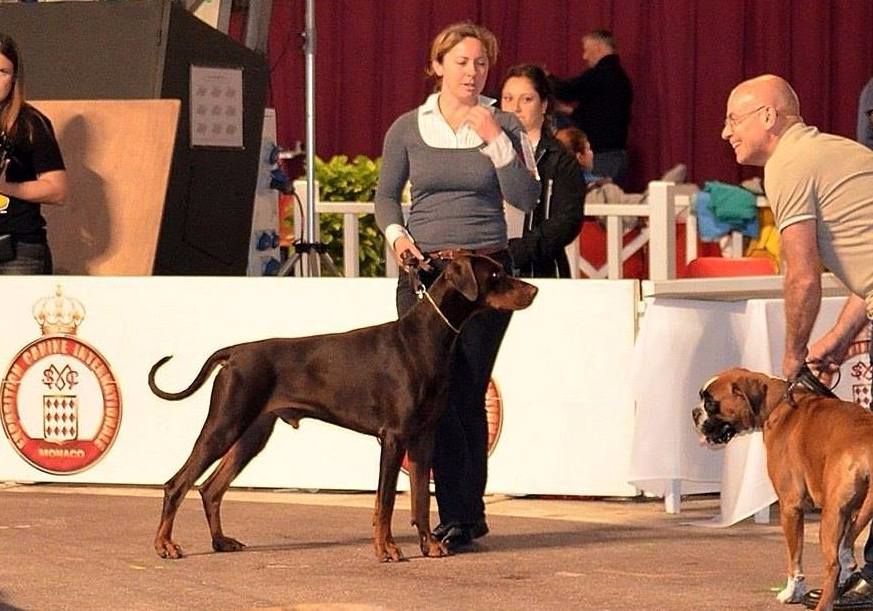 CH. Limoncello Des Brumes De Kalhan - 1er exc classe intermédiaire, CAC-CACIB- Meilleur de race