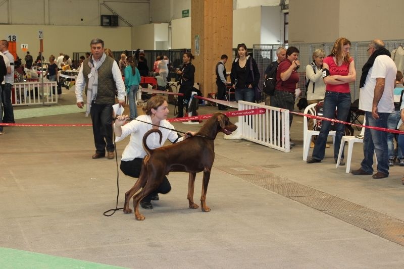 CH. Boza bestline von jahrestal - CAC, CACIB, Meilleur de race