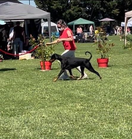 Nikita Des Brumes De Kalhan - 1er Excellent CAC- MEILLEURE DE RACE